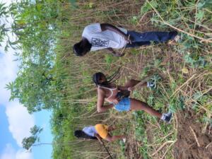 Harvesting cassava
