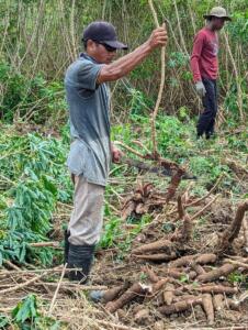 Harvesting cassava in the field